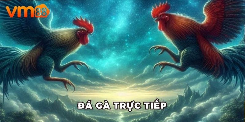 Hiểu đúng về đá gà trực tiếp