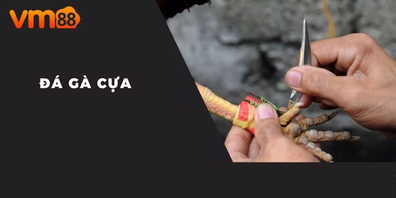 Hiểu định nghĩa về đá gà cựa