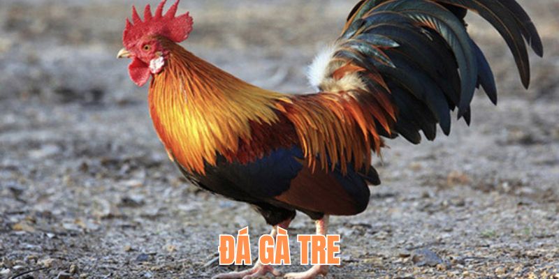 Tìm hiểu thông tin cơ bản về đá gà tre