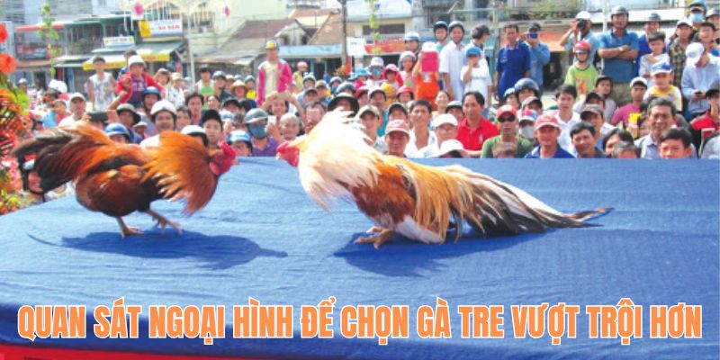 Quan sát ngoại hình để tìm được giống kê mạnh hơn