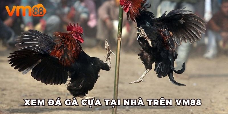 Xem trực tiếp những trận đấu hấp dẫn trên VM88 ngay tại nhà